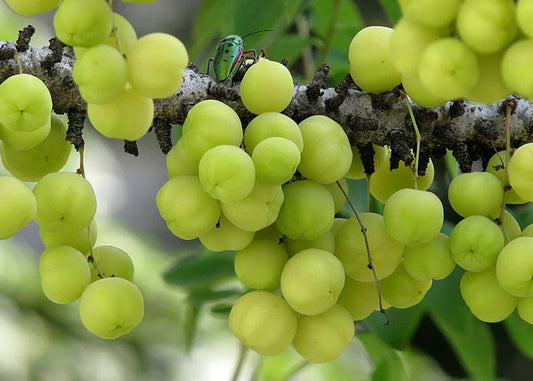 Green amla fruit hanging on a tree branchs surrounded by vibrant green fruit, showcasing nature's beauty and harmony.