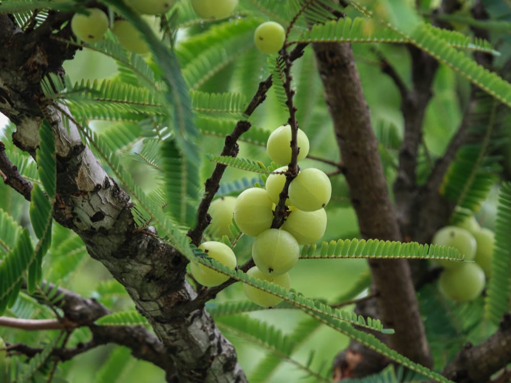Amla fruits in a tree