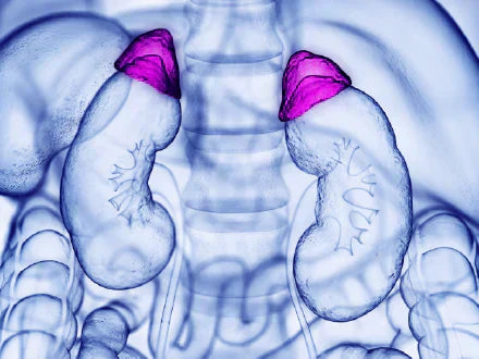 A detailed image of the kidneys, showcasing their structure and location within the human anatomy.