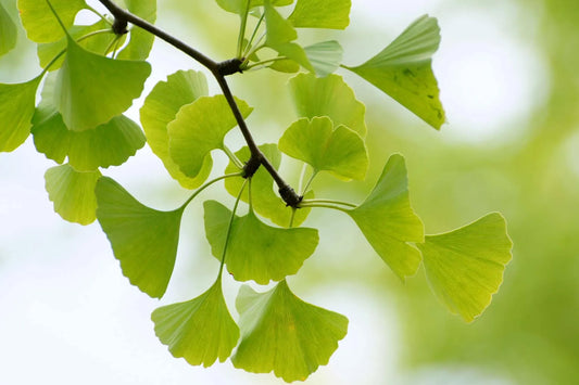 Ginkgo leaves in vibrant green hues gracefully adorn a tree branch against a clear sky backdrop.