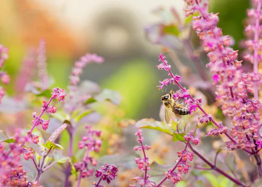 A close-up of a bee on a purple plant, set against a beautifully blurred background that highlights its delicate features.