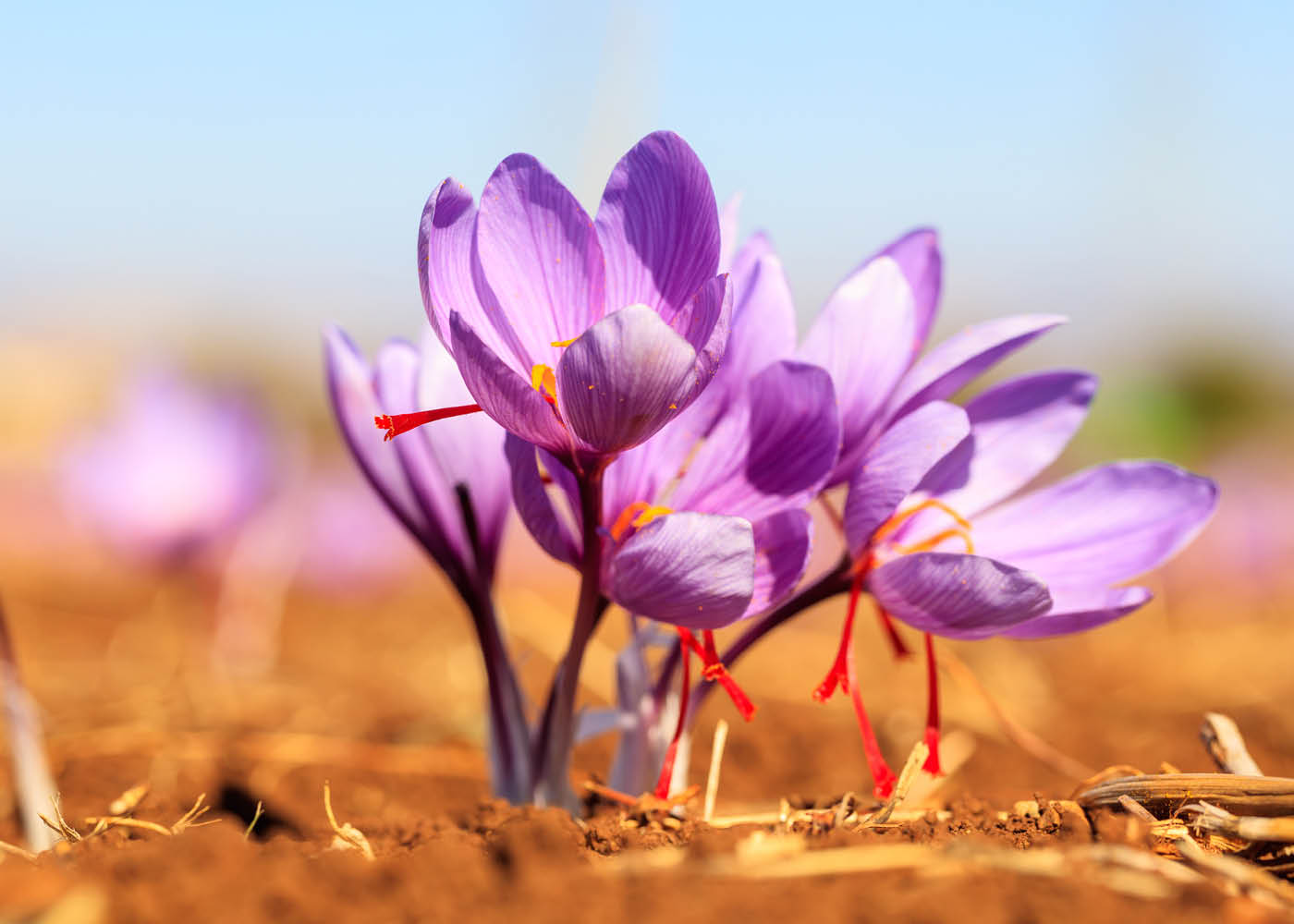 Saffron:  The World’s Favorite Flower