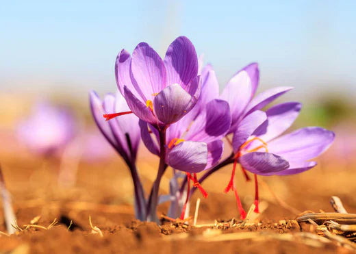 A cluster of vibrant saffron purple flowers emerging from rich, dark soil, showcasing nature's beauty and resilience.