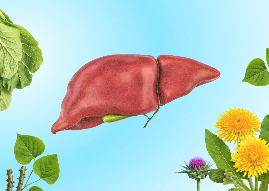 Natural Ways To Support Your Liver For Daily Wellness