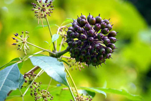 A cluster of dark purple flowers, showcasing their rich color and delicate petals in a natural setting.