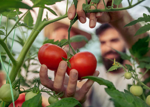 A man holds two ripe tomatoes on a green plant, showcasing the vibrant colors and healthy foliage.