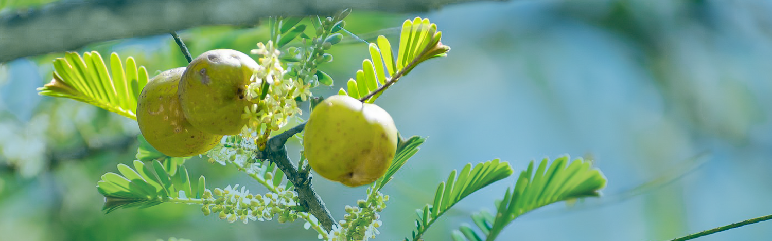 Immune Health Collection