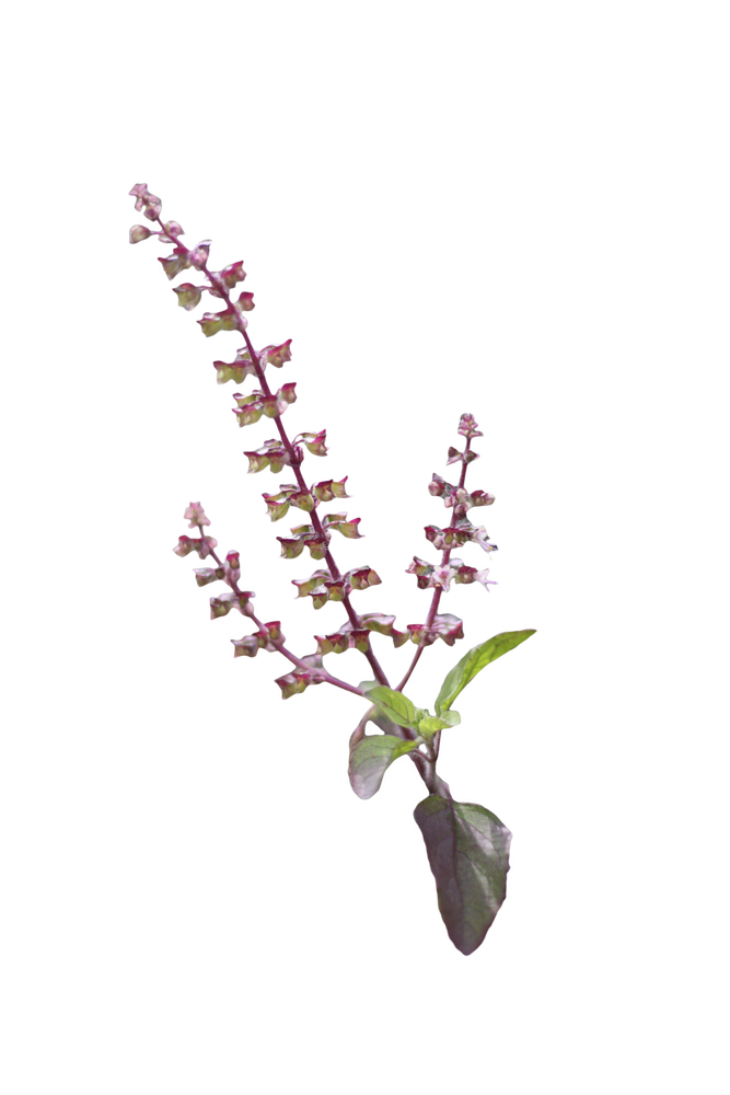 
                  
                    Holy basil flowers plant image by Ayush herbs herbal supplements
                  
                