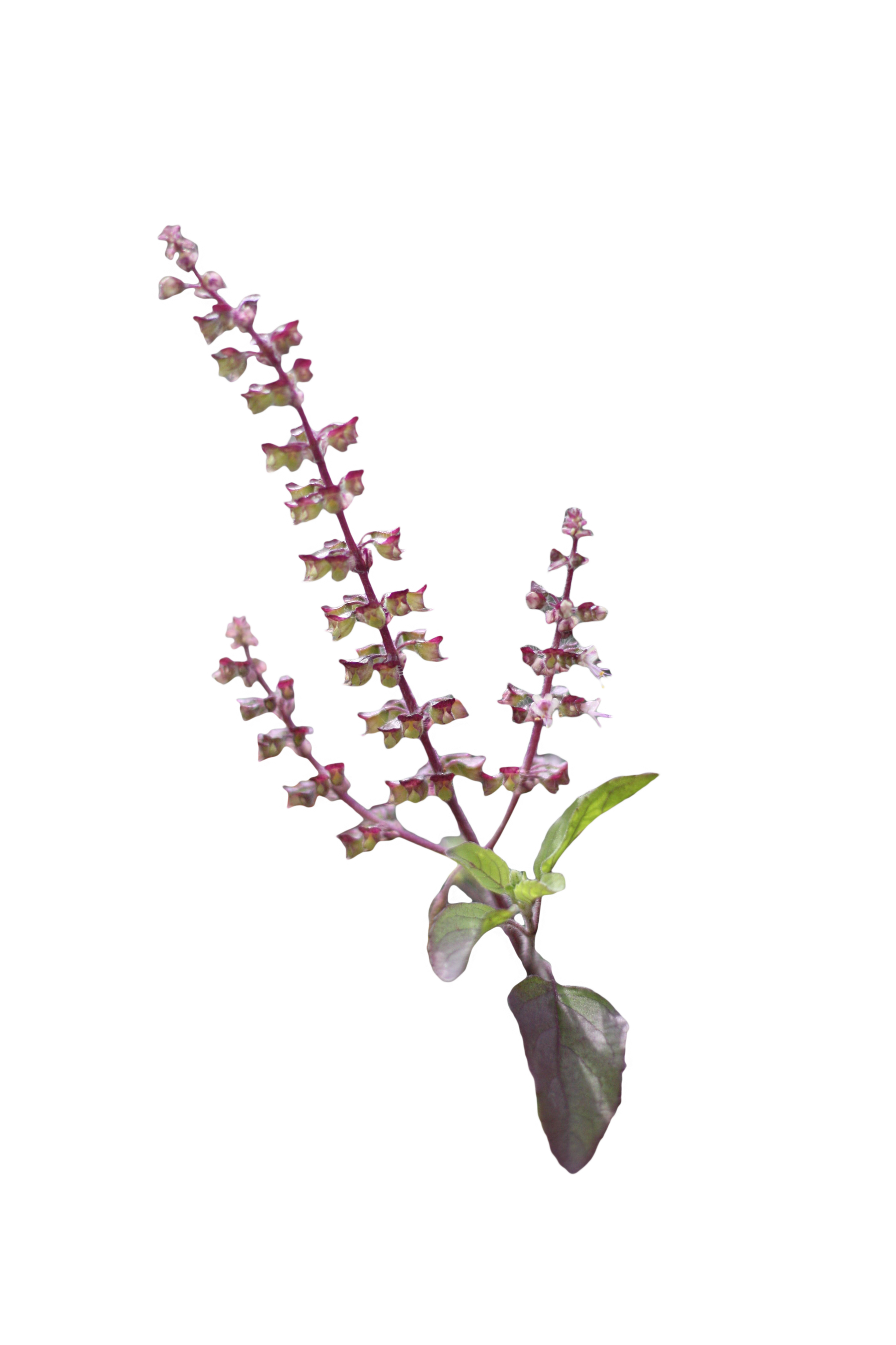 Holy basil flowers plant image by Ayush herbs herbal supplements