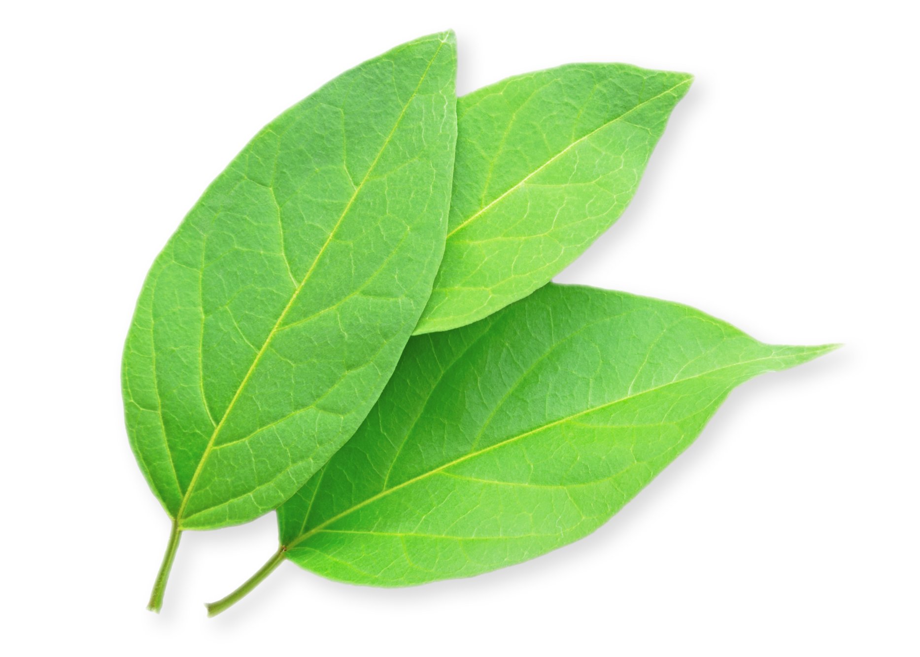 Gymnema Sylvestre leaves by Ayush herbs herbal supplements