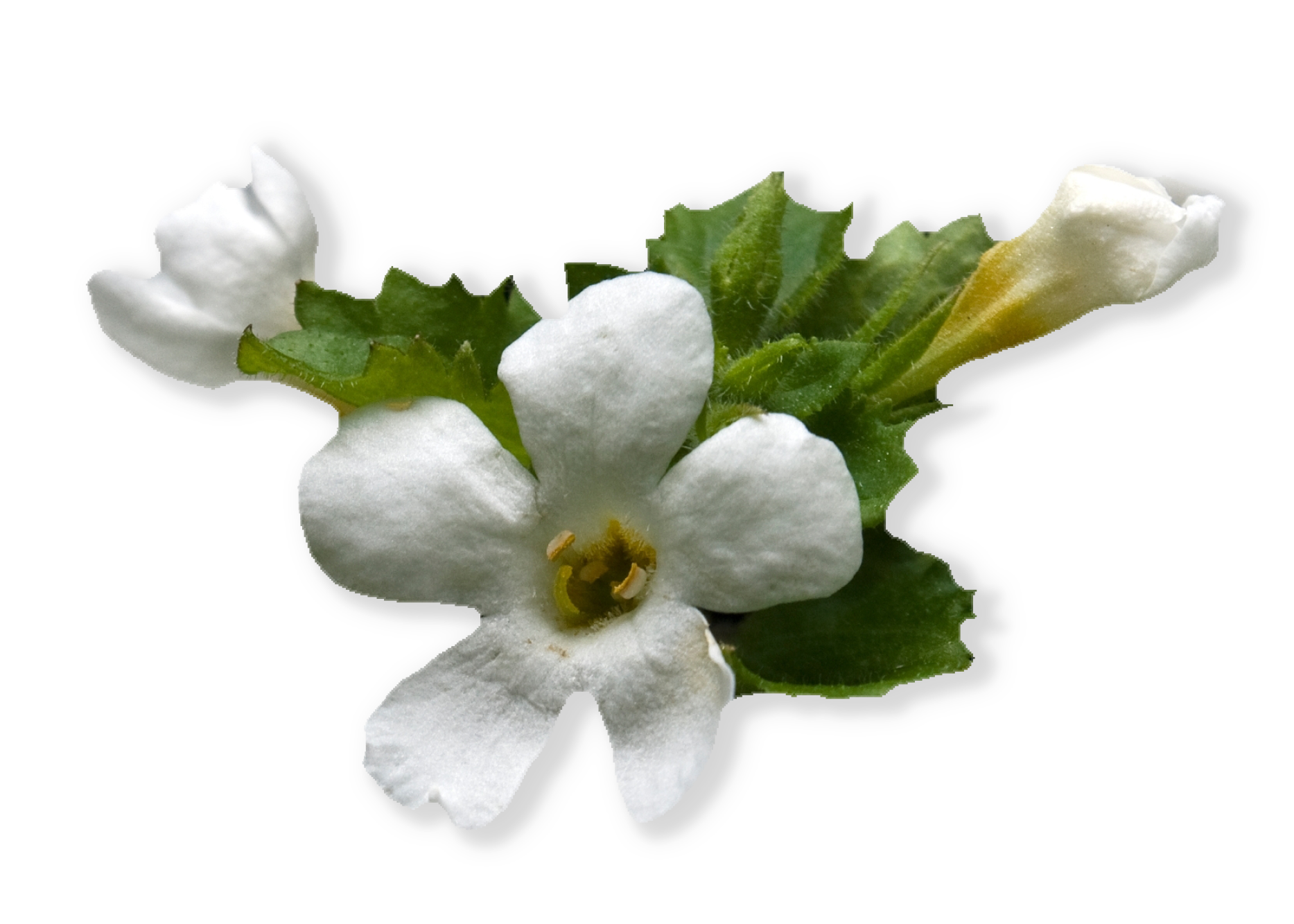 Bacopa flowers by Ayush herbs herbal supplements