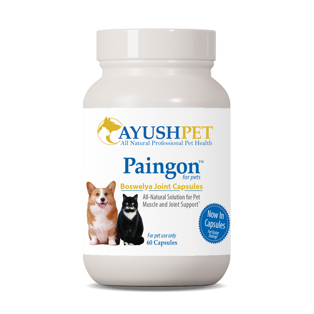 
                  
                    Paingon Pet Bottle front by Ayush Pet herbal supplements
                  
                