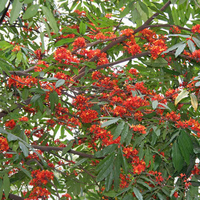 Ashoka Tree plant image by Ayush herbs herbal supplements