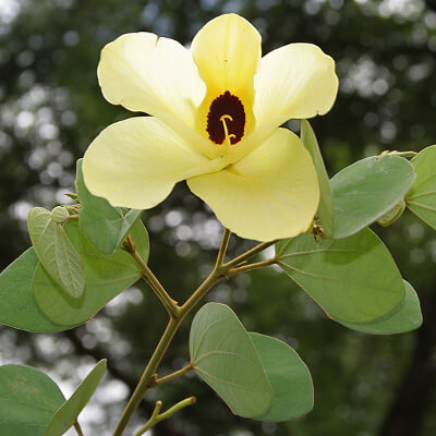 Bauhinia Tomentosa plant image by Ayush herbs herbal supplements