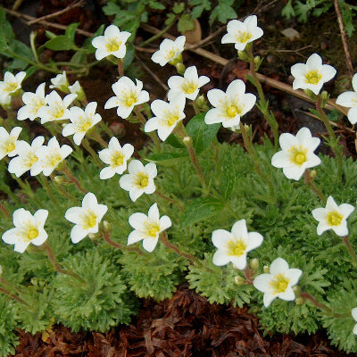 Saxifraga Ligulata plant image by Ayush herbs herbal supplements