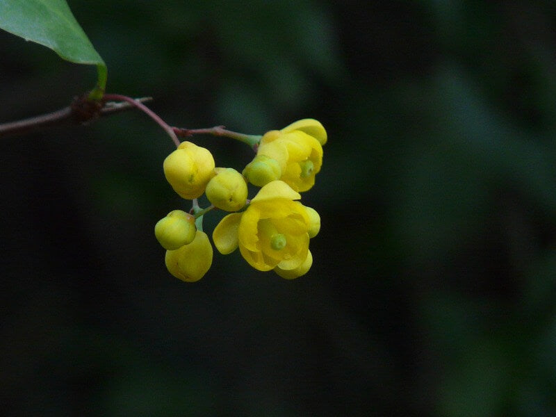 
                  
                    Indian Barberry
                  
                