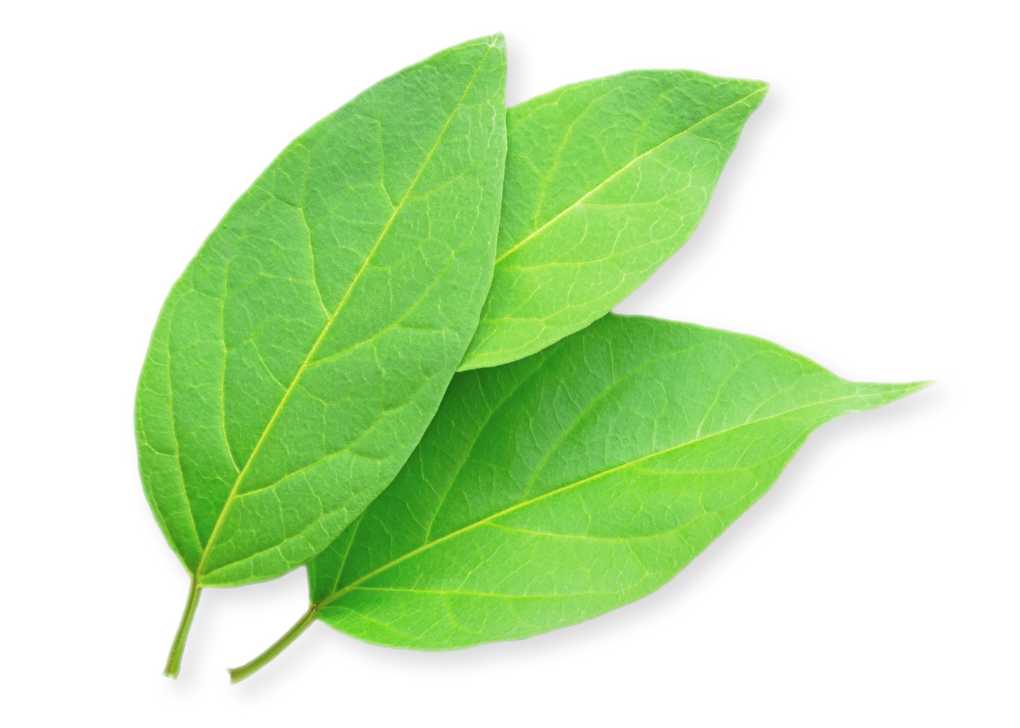 
                  
                    Gymnema Sylvestre leaves
                  
                