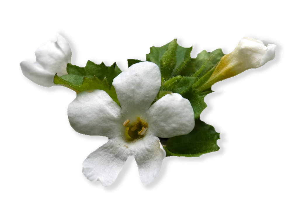 
                  
                    Bacopa flowers by Ayush herbs herbal supplements
                  
                